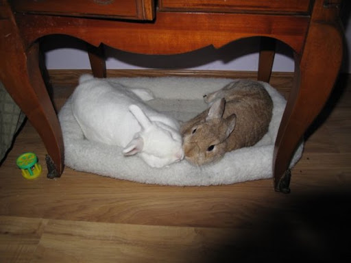 They have relationships with family and friends... and feel protective of their loved ones, just like humans do...