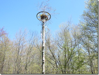 maypole! maypole!