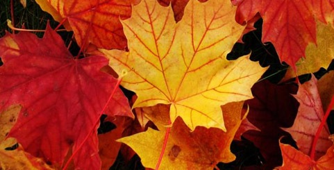 [autumn_leaves%255B3%255D.jpg]