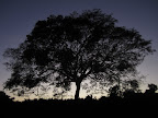 Sunrise over the pampas, awesome tree silhouette.