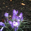 Spring Crocus