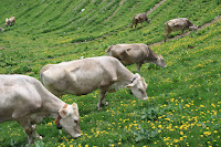 Skinny cows