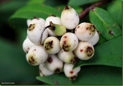 Syzygium wilsonii