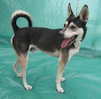 KAISER. Macho 2 años. Cariñoso, juguetón, hiperactivo, desconfía de desconocidos, guardián, dominante con perros pero sociable