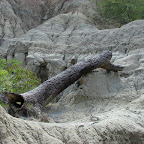 Un &aacute;rbol que intent&oacute; fosilizarse