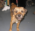 An adorable and affable Border Terrier.
