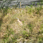 IMG_6451.JPG
