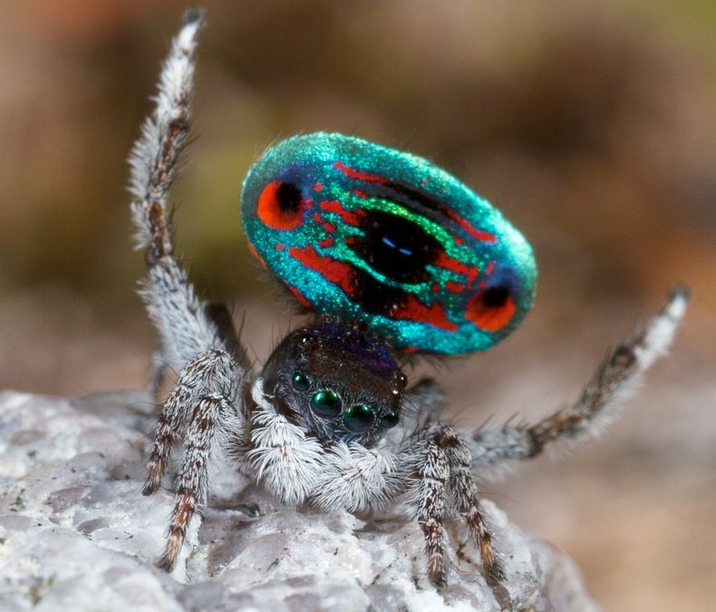 peacock-spider-5 peacock-spider-5