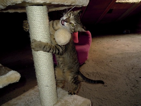 Muffy 3