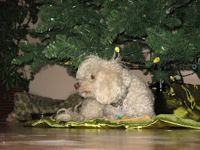 Muffin claimed the tree skirt as hers.