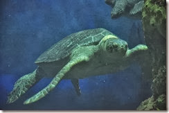 Sea World San Diego Turtles