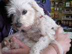 When all of the rescue groups contacted said that Snowball's medical expenses would be too much for them, Alisa and Faye secured a second chance for him through SPOT rescue group. When all of the rescue groups contacted said that Snowball's medical expenses would be too much for them, Alisa and Faye secured a second chance for him through SPOT rescue group.