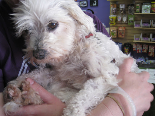When all of the rescue groups contacted said that Snowball's medical expenses would be too much for them, Alisa and Faye secured a second chance for him through SPOT rescue group. When all of the rescue groups contacted said that Snowball's medical expenses would be too much for them, Alisa and Faye secured a second chance for him through SPOT rescue group.
