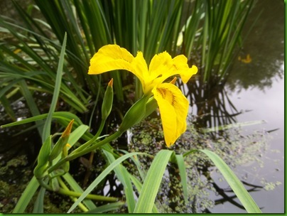 024  Yellow Iris
