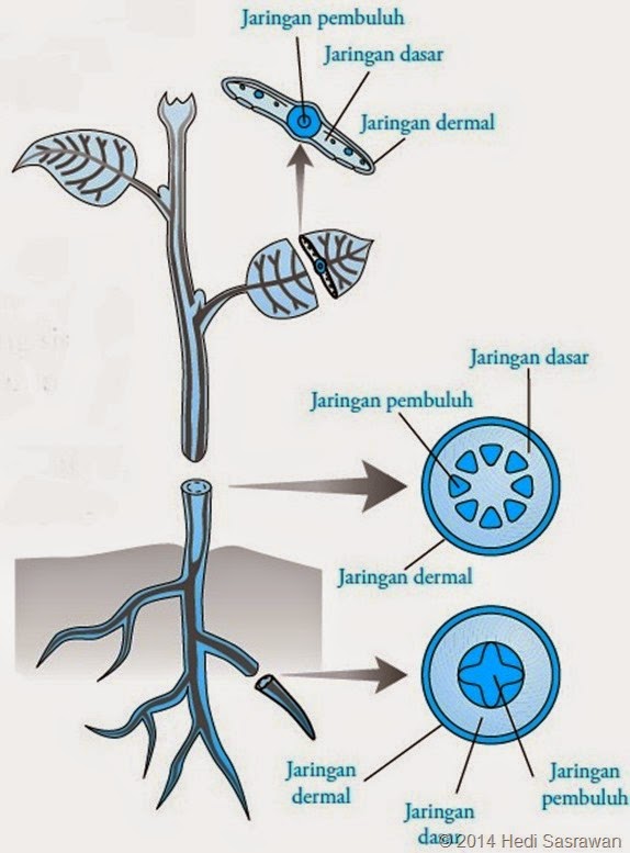 sistem jaringan pada tumbuhan