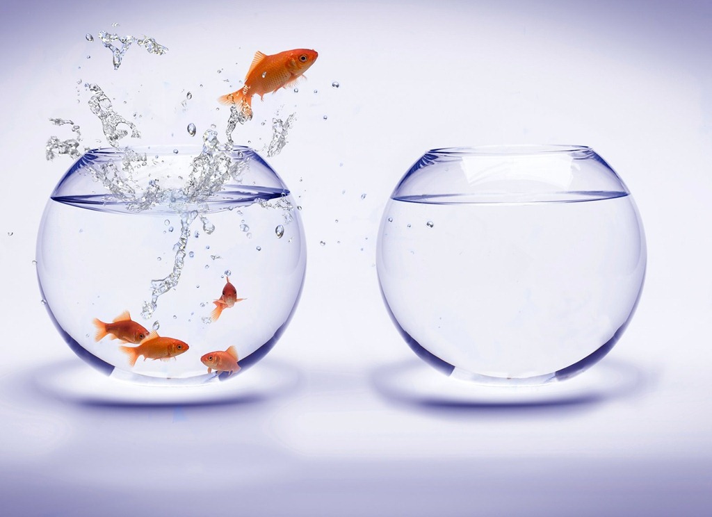 [fish-bowl-backgrounds-wallpapers%255B3%255D.jpg]