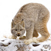 Canadian Lynx, British Columbia, Canada.jpg