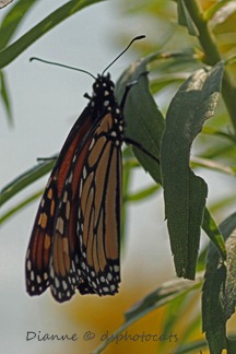 [IMG_6931-Monarch-Butterfly-3x45.jpg]