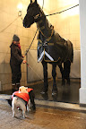 Horses will often roll in the same spot and in the same pecking order each time.  Among breeding males, the dominant male rolls last.