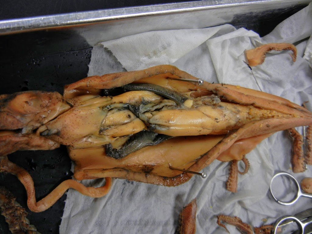 squid_stomach.JPG