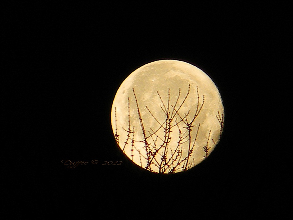 [Moon%2520Above%2520the%2520Treetops%255B3%255D.jpg]