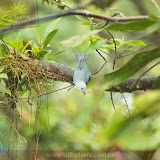 Posada Rio Celeste - Rio Celeste - Costa Rica