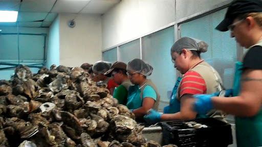 Oyster shucking at Motivatit - for eight generations