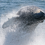 Humpback whale calf