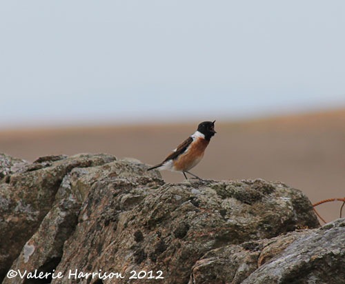 [57-stonechat-and-emperor%255B2%255D.jpg]