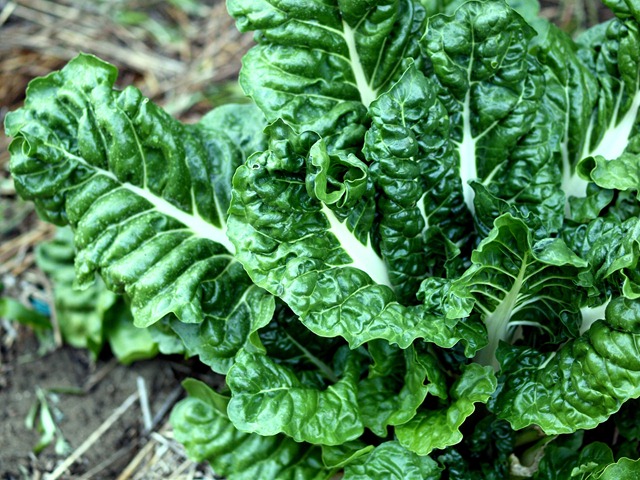 [silver%2520beet%255B3%255D.jpg]