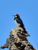 DSC_7370.jpg