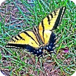 photo(23)
