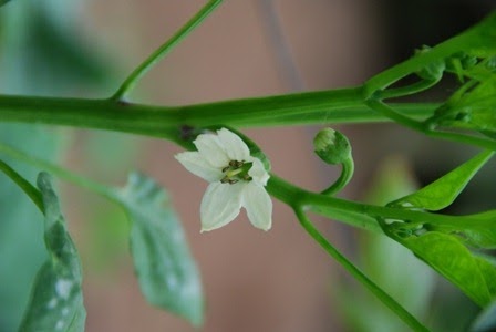 [DSC_0169%255B5%255D.jpg]