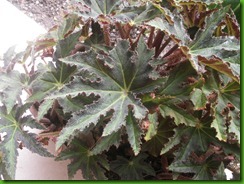 Begonia Estrela1 Begonia Estrela1