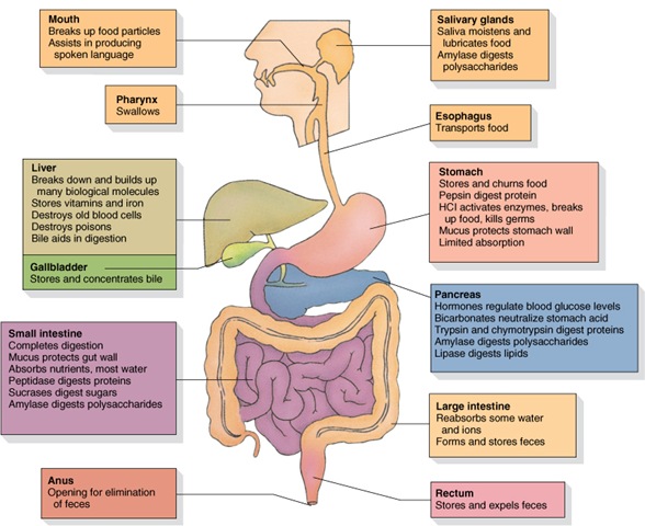 [human-digestive-system-diagram%255B7%255D.jpg]