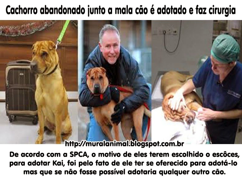 [cao-mala-cirurgia%255B3%255D.jpg]