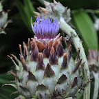 DSC_6988.jpg