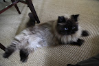Why do Cats Sleep so Much?
