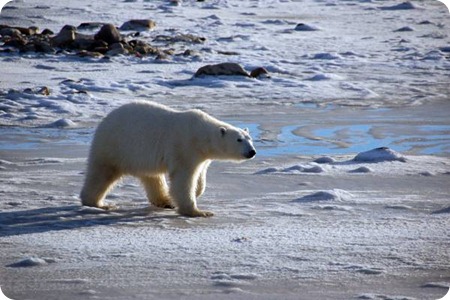 orso polare orso polare