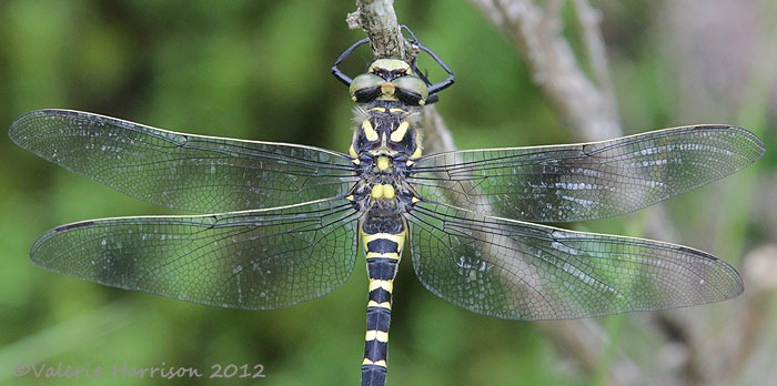 [51-Golden-ringed-Dragonfly%255B2%255D.jpg]