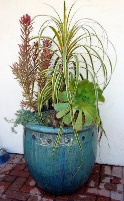 The owner selected some nice glazed urns that we planted up with an eclectic mix of plants to soften up the backyard patio