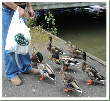 Feeding the ducks