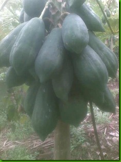 pepaya pematang plong 2 pepaya pematang plong 2