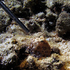 Blue ringed octopus and divemaster stick (Malapascua)