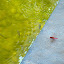Coming back I saw this beautiful insect. Unfortunately, it wouldnt hold still long enough to get a bigger shot ;-)