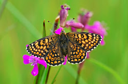 Im Jahr 2007 wurde wieder eine Auftreten des Wegerich-Scheckenfalters (Melitaea cinxia) am Toužínsker Hang.