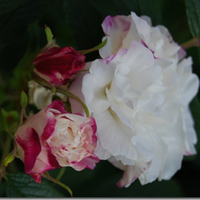 Min Verden: Louise Bugnet–en av de flotteste og letteste rosene.