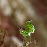 \"Green pygmy shrimp\"