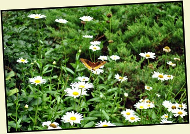 25j1 - Anna Ruby Falls - Trees and Flowers - butterfly