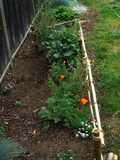 View of the bamboo plant guard from the back, plenty of room for dogs to move along the fence. This dog path is not visible from the patio (main vantage point)